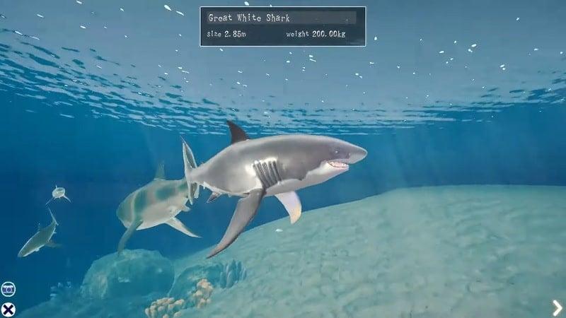 Shark Ocean APK